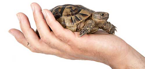 reptil
